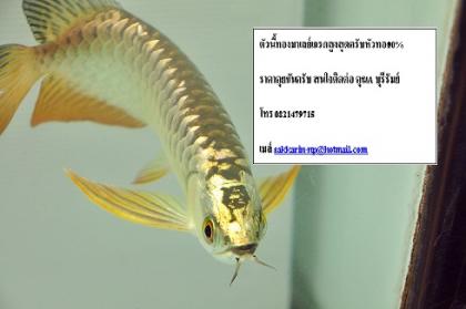 ขายปลามังกรทองมาเลย์เกรดพรีเมี่ยม 24k หัวทอง